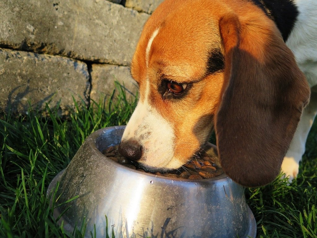 Alimentation bio pour chiens : est-ce vraiment mieux &nbsp;?