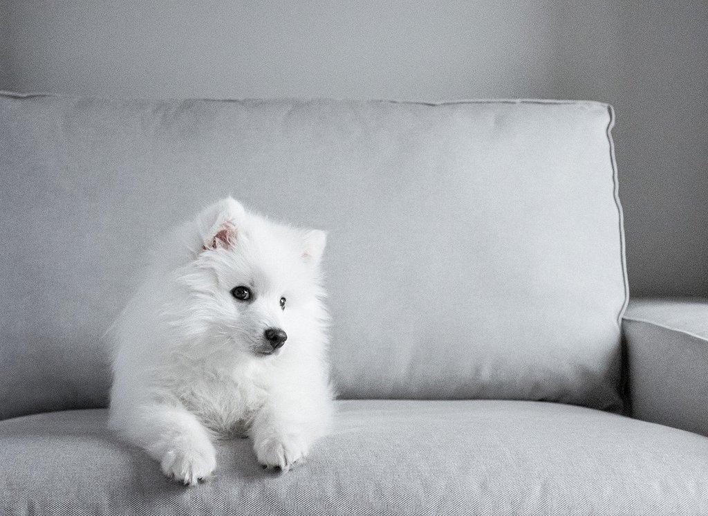 Comment entretenir le pelage de votre chien &nbsp;?