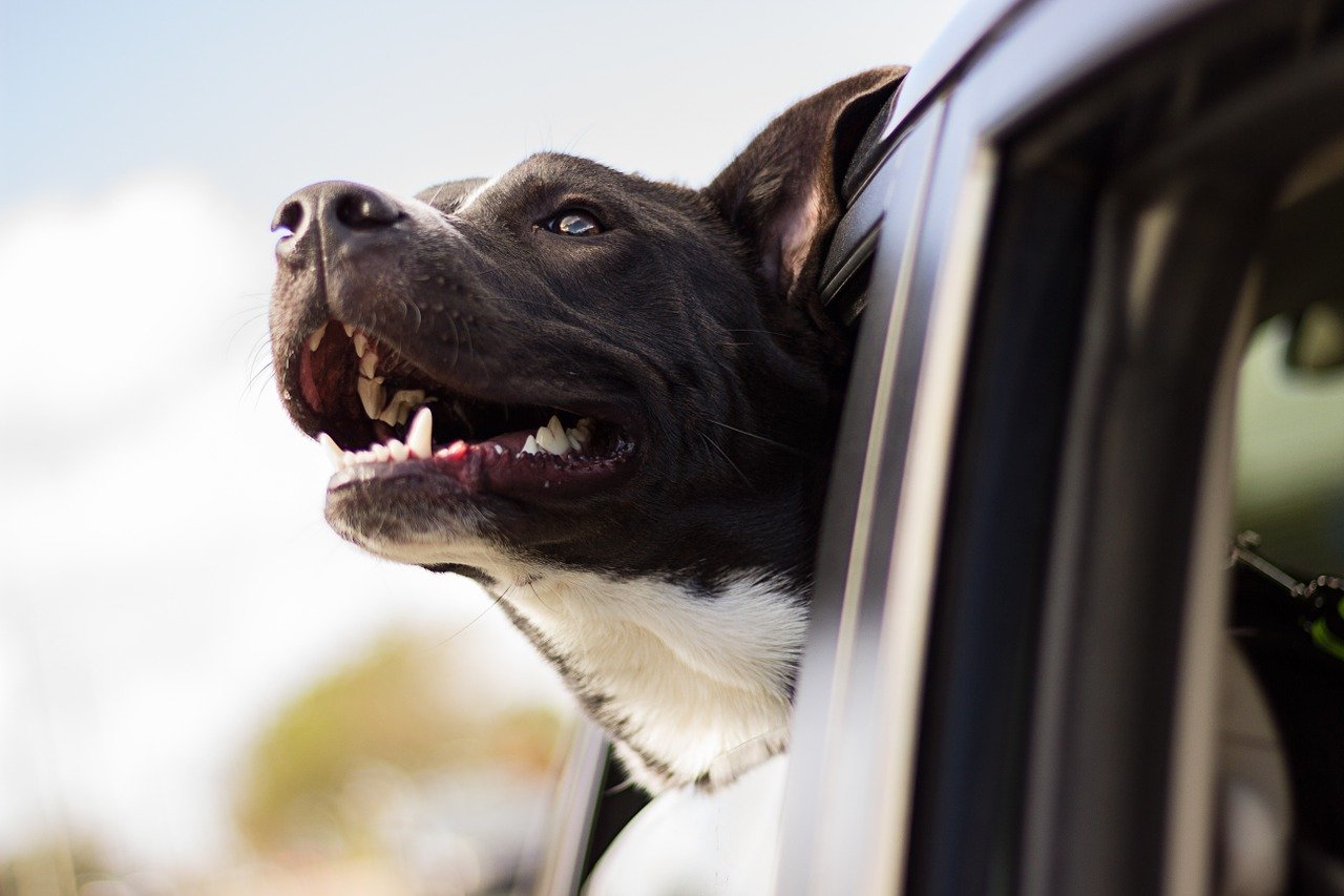 Comment gérer les aboiements excessifs de votre chien &nbsp;?
