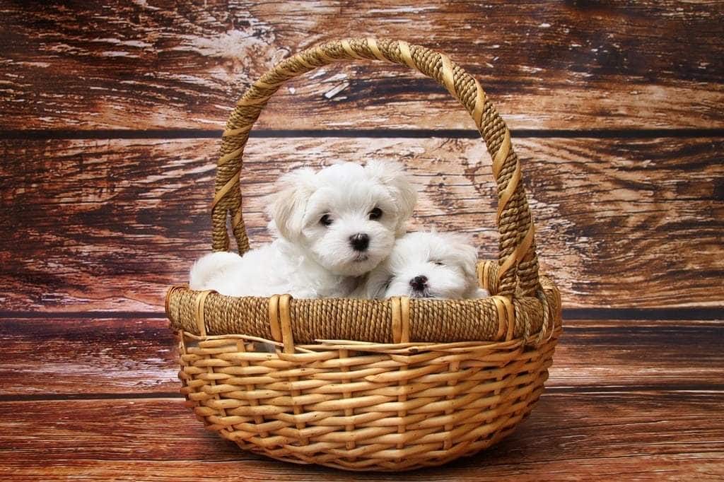 Comment nourrir correctement votre chiot &nbsp;?