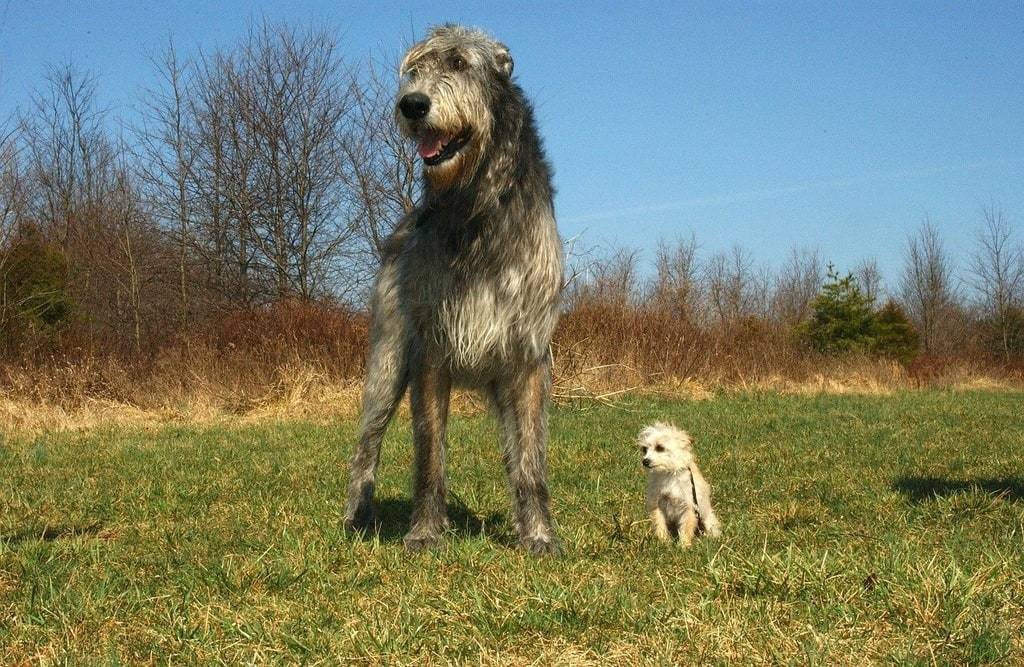 Différences entre les races de chiens petits et grands