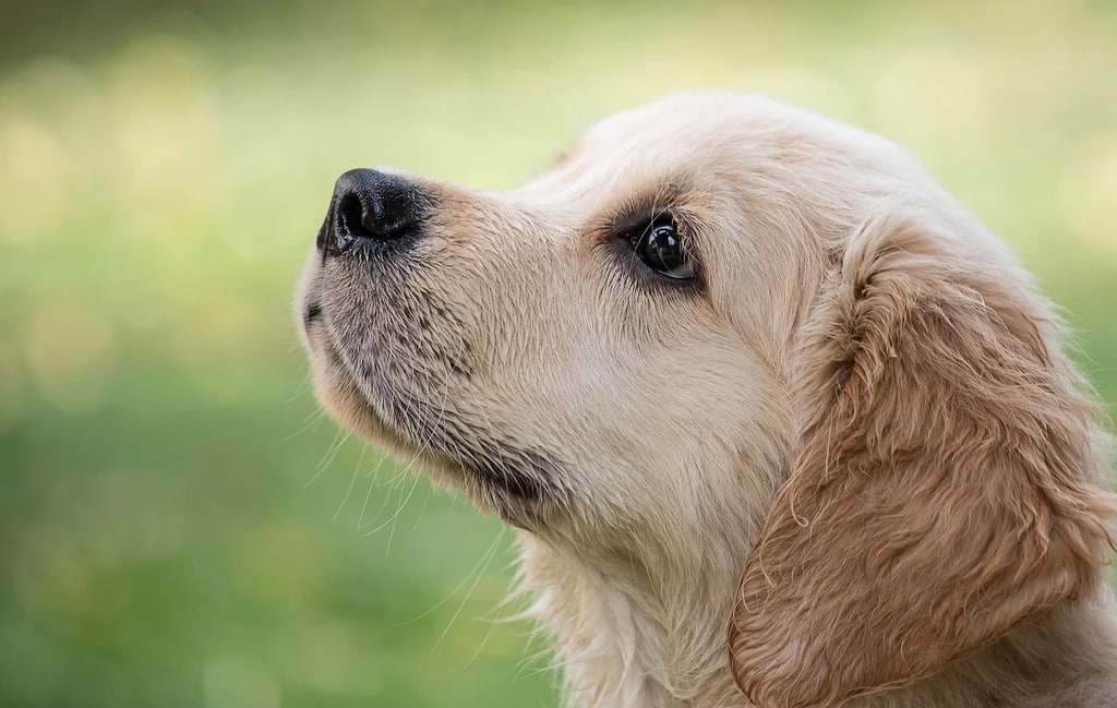 Les erreurs courantes des nouveaux propriétaires de chiens