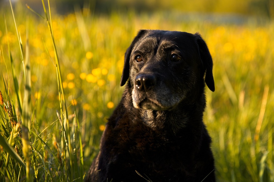 Les races de chiens les plus populaires