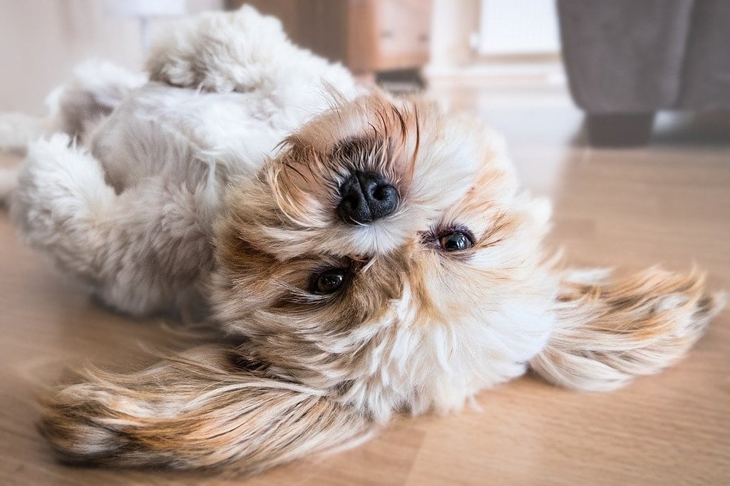 Les soins essentiels pour un chien en bonne santé