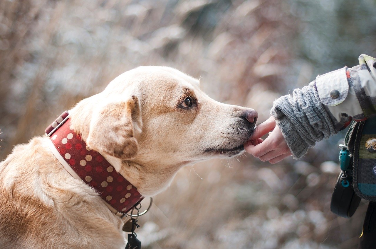 Devenir éducateur canin et accompagner les chiens dans leur apprentissage