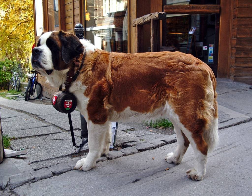 Pourquoi vermifuger son chien est essentiel pour sa santé ?