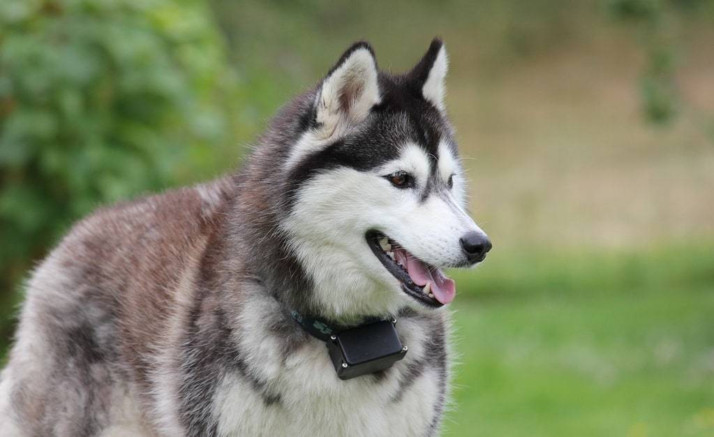 Découvrir le berger allemand croisé husky