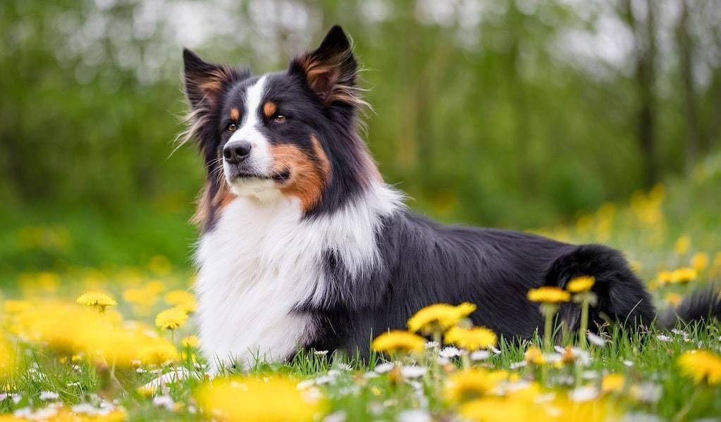 Les bienfaits du canicross pour le chien et son maître