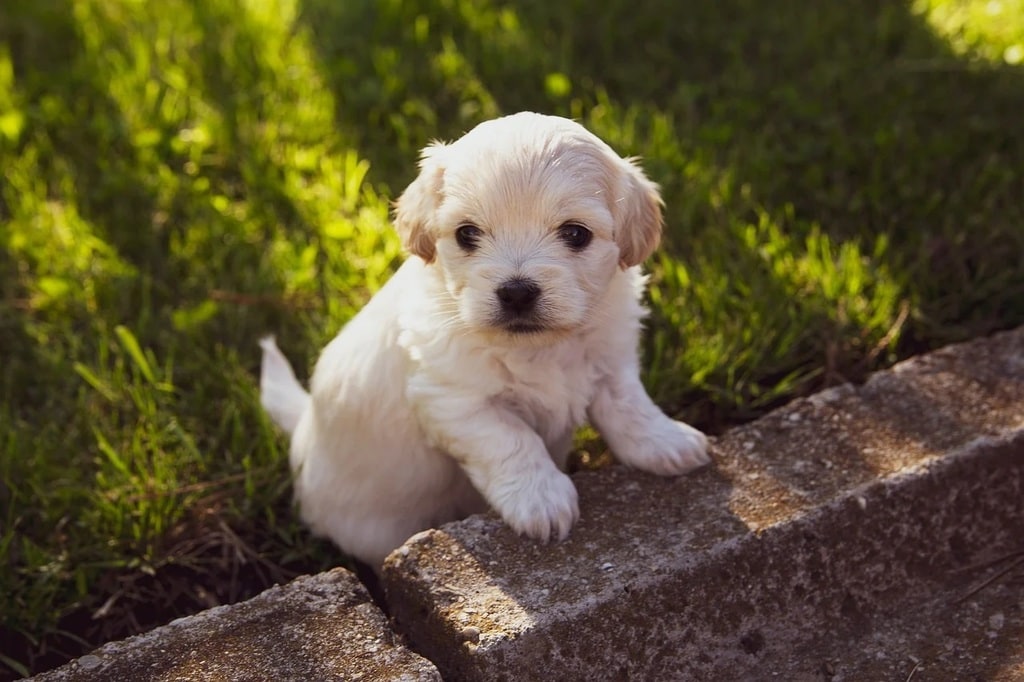 Comment accompagner son chiot dans l'apprentissage de la propreté ?