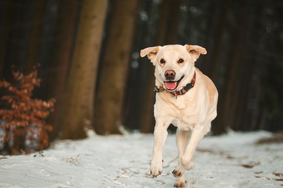 Pourquoi le labrador nain séduit de plus en plus de foyers ?