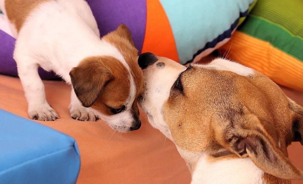 Les bienfaits des croquettes vétérinaires pour un jack russell