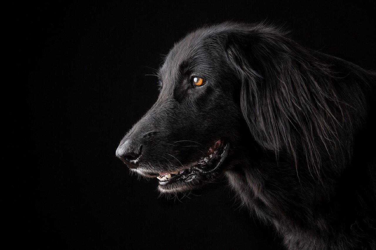Comment choisir des croquettes adaptées aux besoins des chiens ?