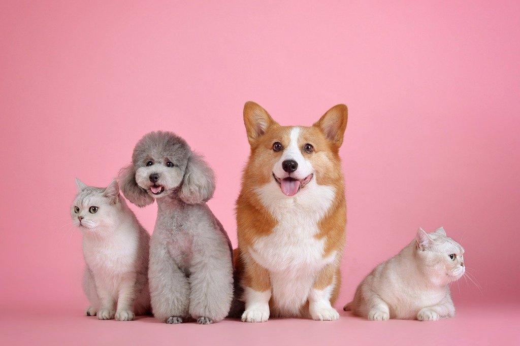 Les conseils fondamentaux pour préserver la santé du chien